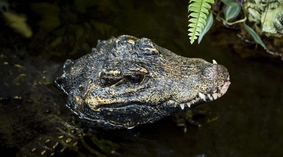 Odłowiony nad Odrą kajman pozostanie tymczasowo w zoo