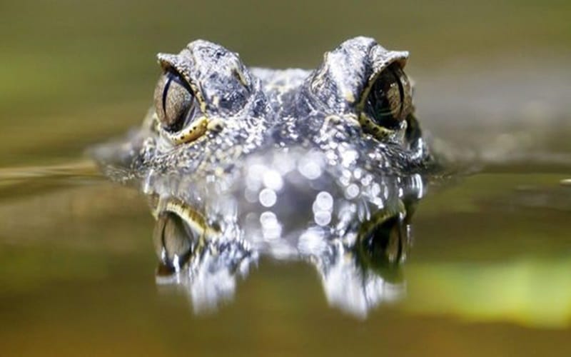 Aligator nad Odrą. Służby próbują złapać zwierzę