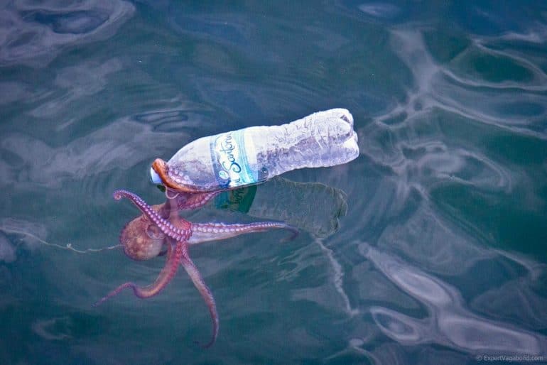 Unia Europejska: przeciętny konsument śródziemnomorskich skorupiaków zjada około 11 tys. kawałków plastiku