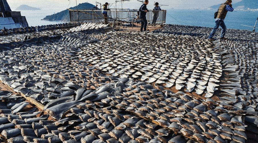 Kolumbia: przechwycono blisko 3,5 tys. płetw rekinów