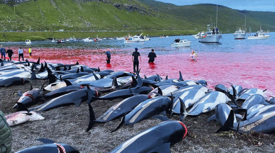 Na Wyspach Owczych doszło do największej masakry w historii wysp