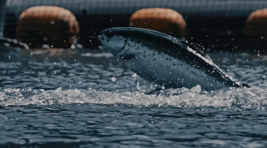 Hodowla Hiddenfjord rezygnuje z przewozów lotniczych, tym samym obniża emisję CO2 o 94% [WIDEO]