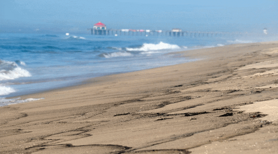 Długa na 10 km plama ropy, martwe ptaki i ryby po wycieku u wybrzeży Kalifornii [FOTO]