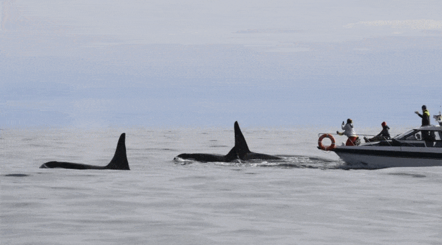 Kilkaset ataków orek na statki i jachty / Portal Stoczniowy