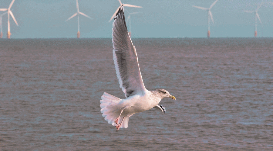 Ornitolog przy budowie Morskich Farm Wiatrowych / Portal Stoczniowy