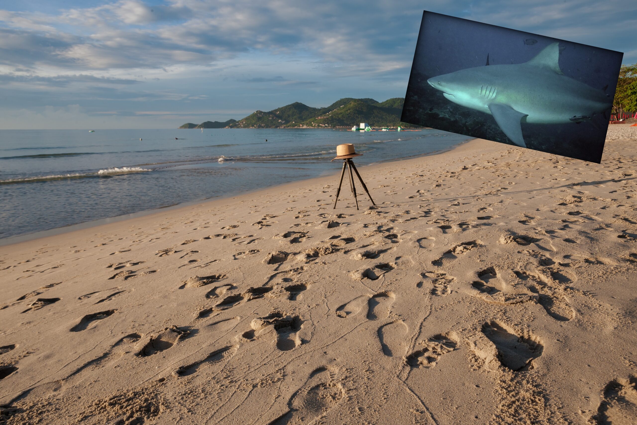 Rekiny w Bałtyku: Fakty, które zaskoczą każdego miłośnika morza / Portal Stoczniowy